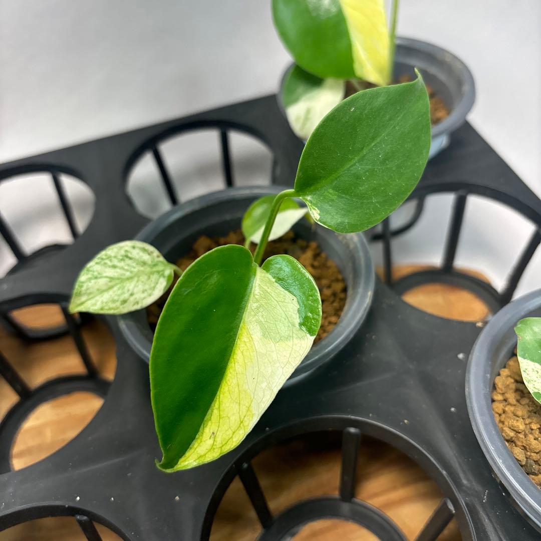 S*T様 5株セットms21【特別選抜】ホワイトモンスター／天津蘭 モンステラ斑