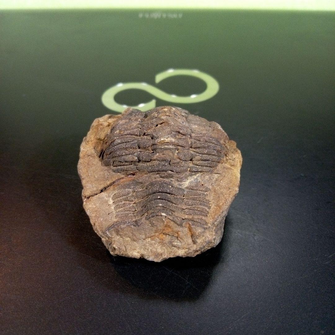 三葉虫　化石　fossil　ボリビア産　トライロバイト　Fossil番号⑩