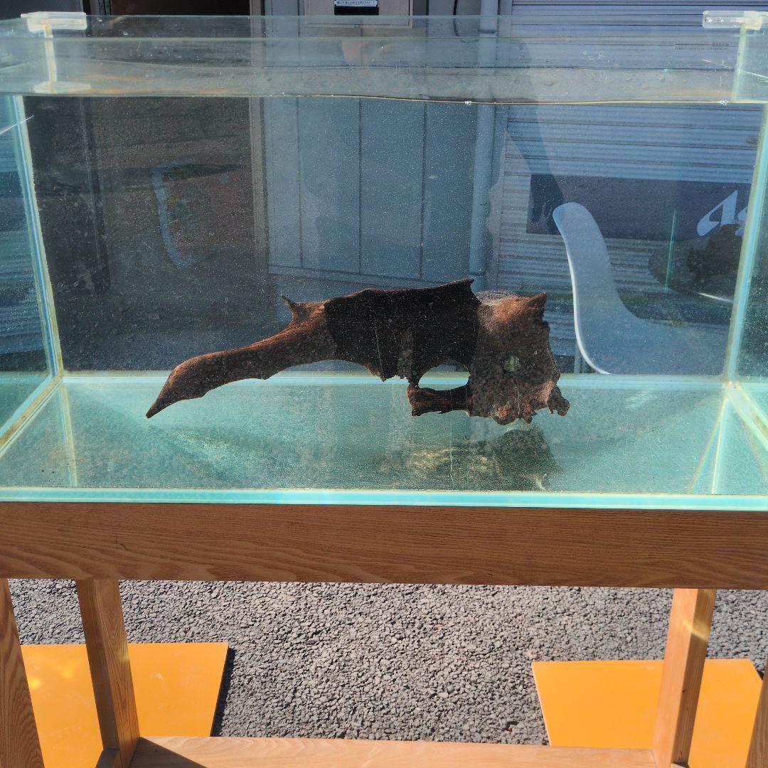 沈水済み中型天然木流木