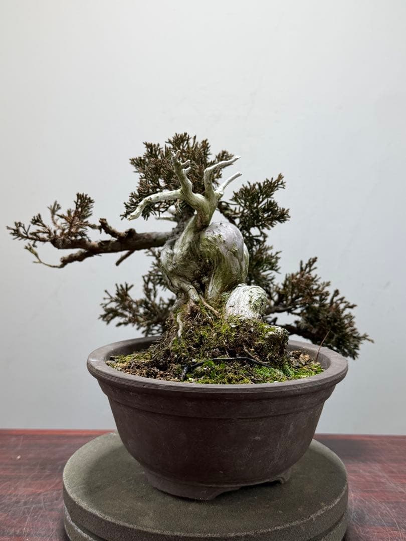 【ガチ盆栽】真柏　シャリ幹　天ジン