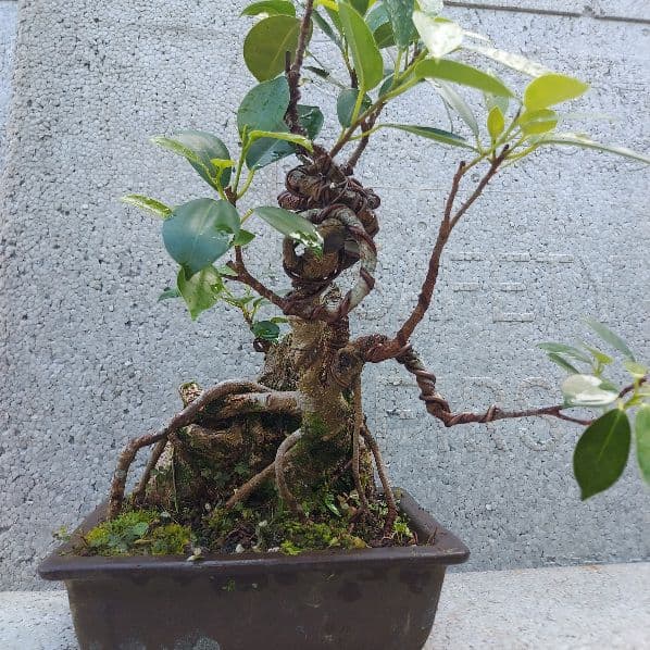 亜熱帯の樹木　奄美のガジュマル　④　幹塊