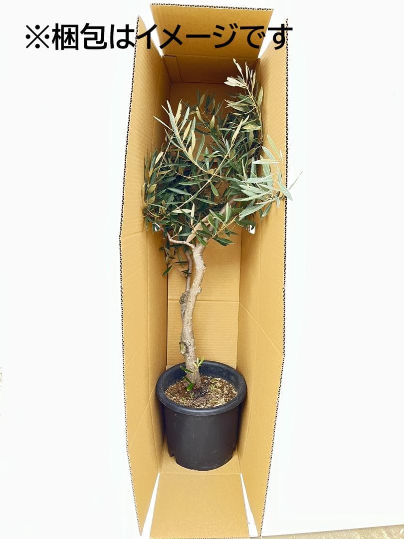 オリーブの木　ハーディーズマンモス　8号　約110cm　K-328　希少　現品