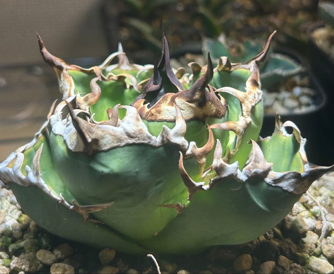 アガベ　実生子株