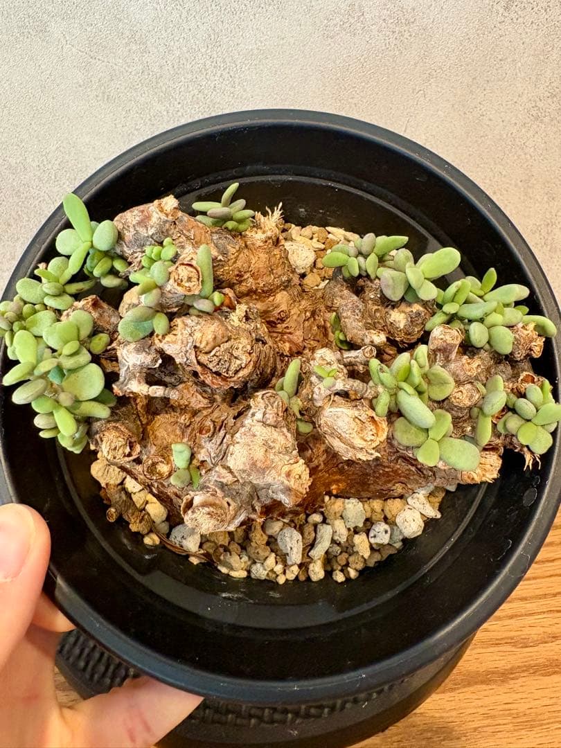 【大株】ケラリア・ピグマエア（Ceraria pygmaea）鉢ごと　発根済み
