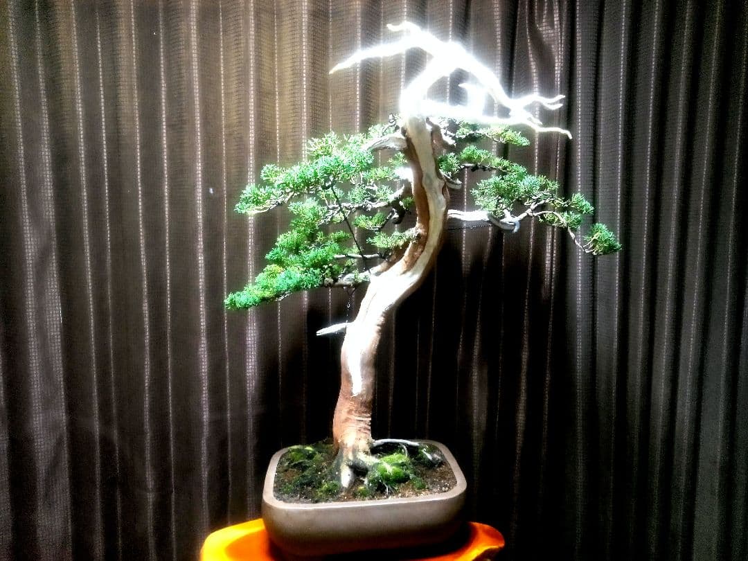 【樹高66㎝大品真柏盆栽】　　⭕樹齢50年超…セール品❗　　　 ★セール延長中★