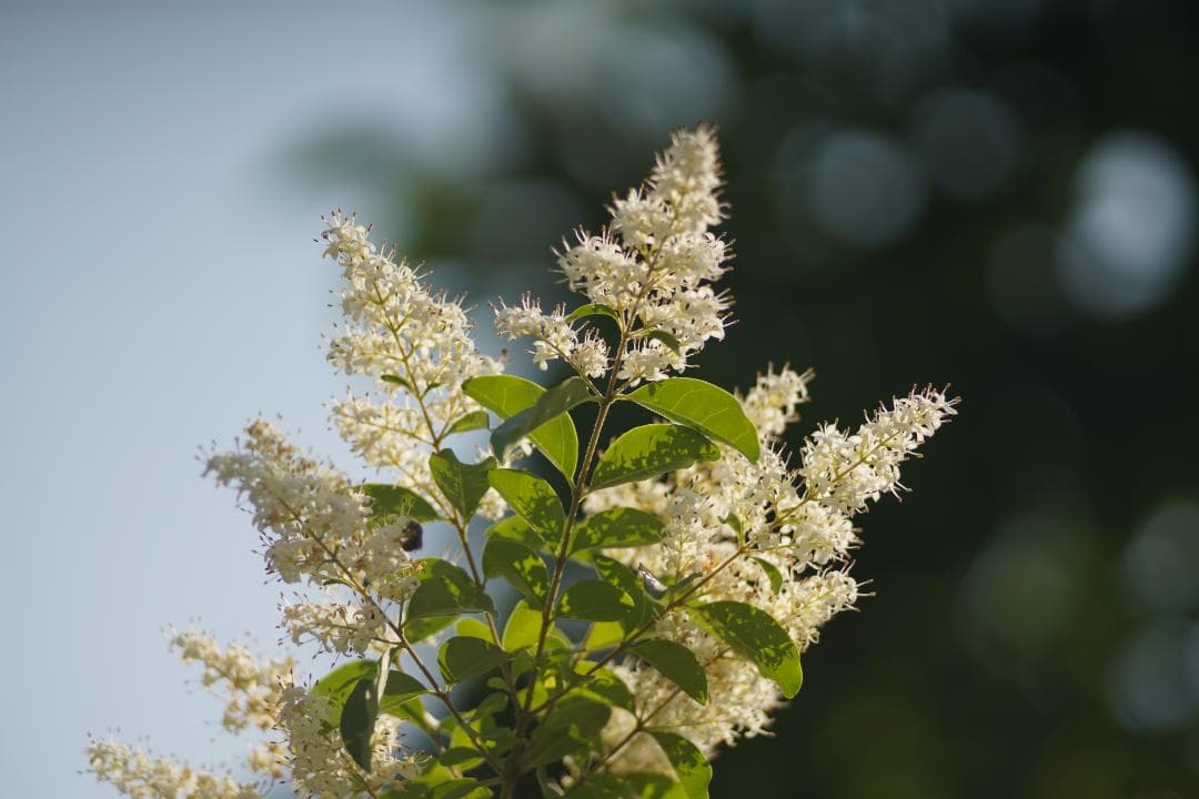 フィルムカメラ LEICA ELMARIT-R 135mm F2.8 2CAM