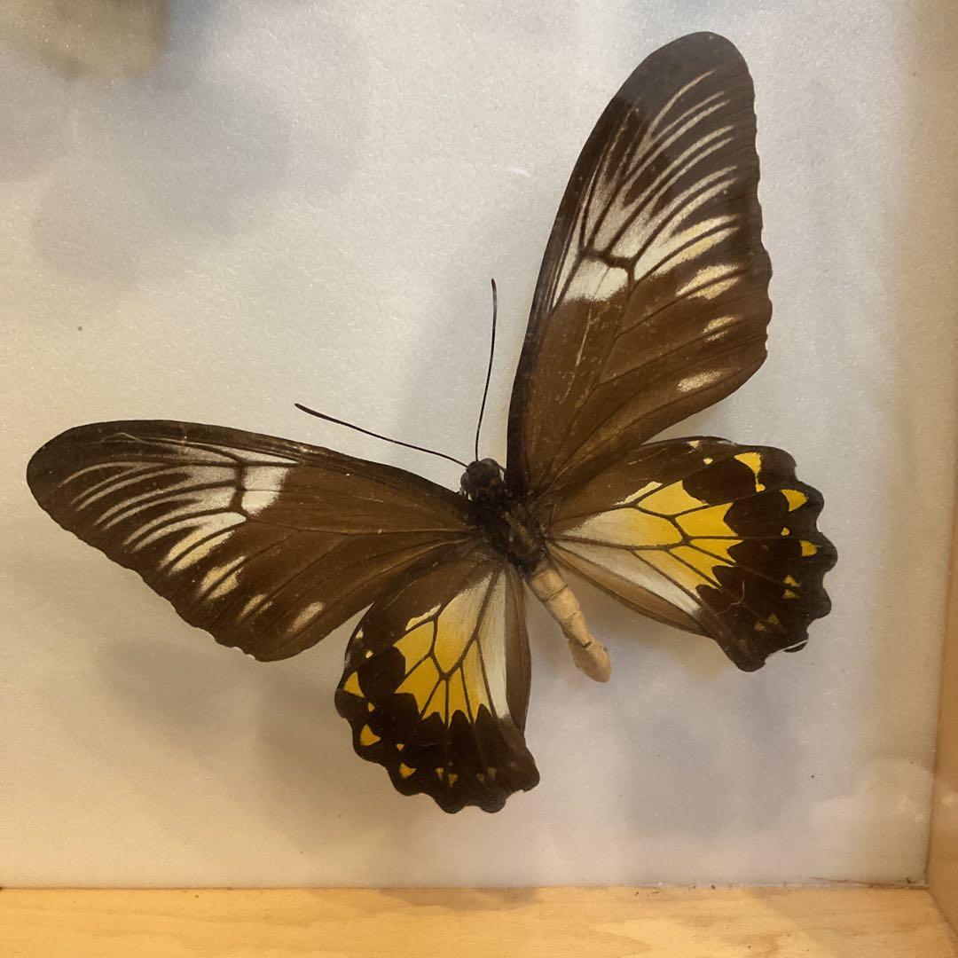 蝶標本11匹セット