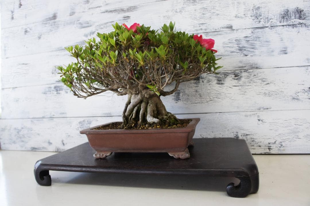 盆栽 『サツキ(珍山)』 花 インテリア 観葉植物 送料無料 b118