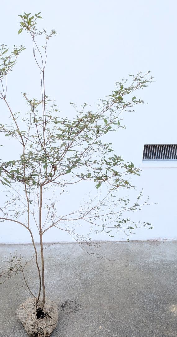 鮮美透涼。山採りヤマツツジ。