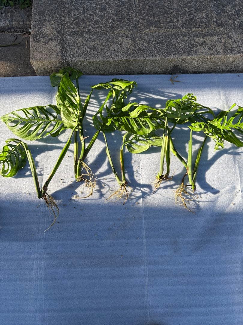 モンステラ エスケレート