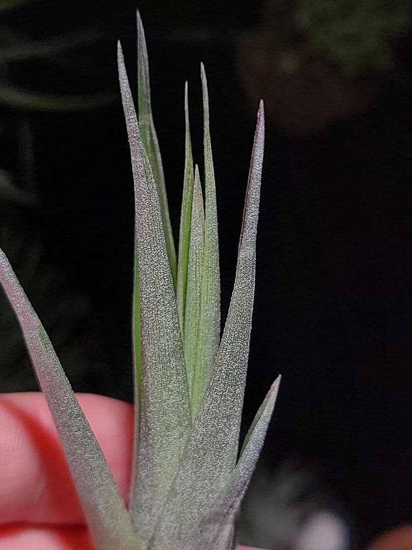 プルメリア ページ