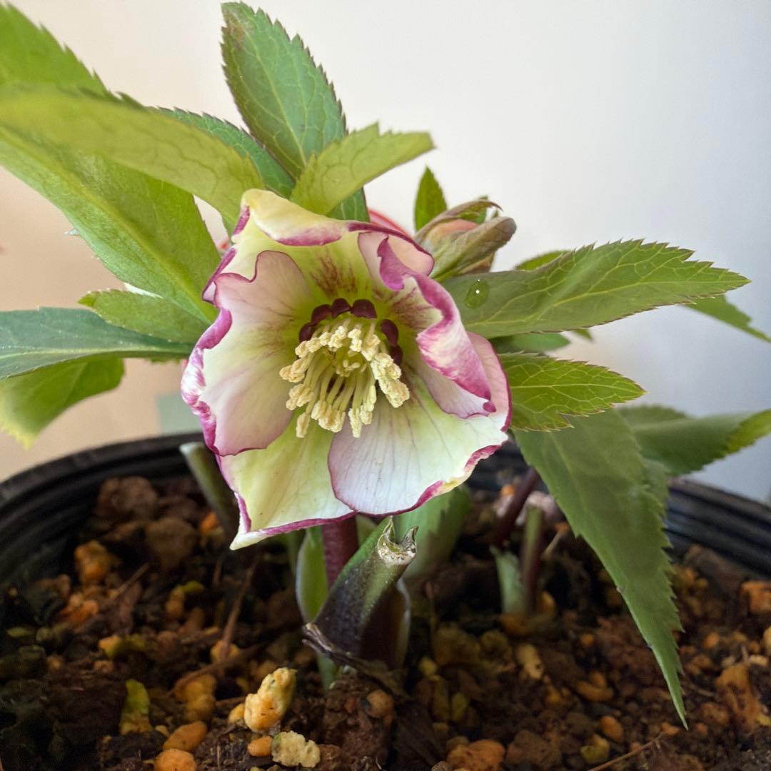 【横山園芸】クリスマスローズ ベビードール（プチドール）《1/10》バイカラー