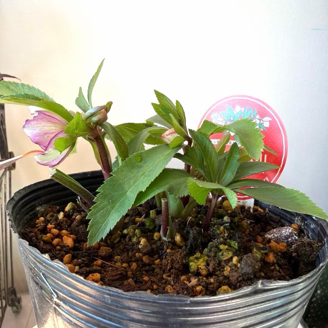 【横山園芸】クリスマスローズ ベビードール（プチドール）《1/10》バイカラー