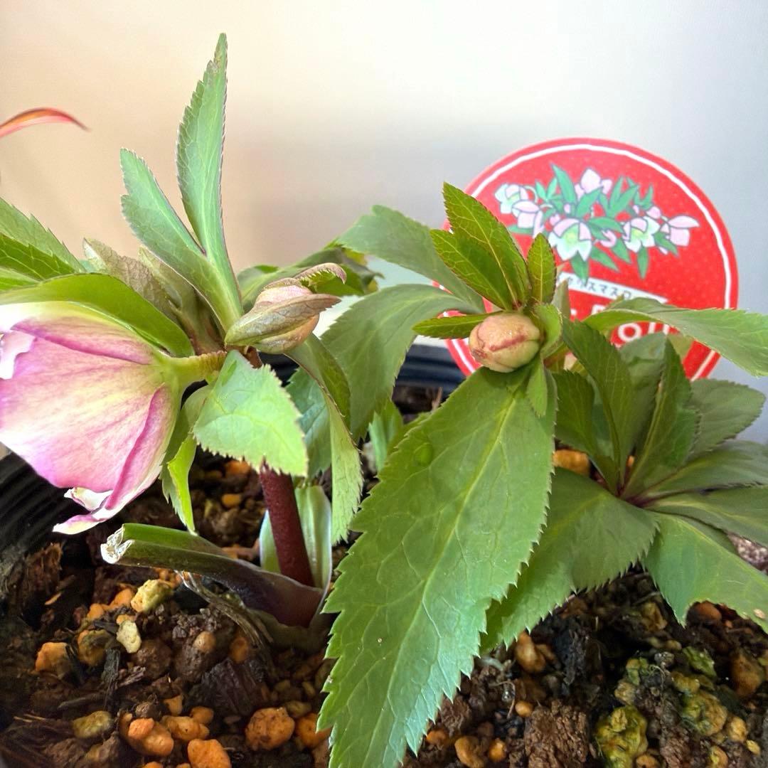 【横山園芸】クリスマスローズ ベビードール（プチドール）《1/10》バイカラー