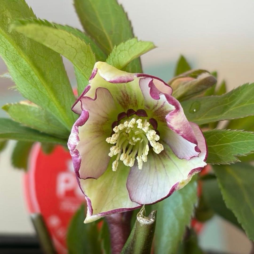 【横山園芸】クリスマスローズ ベビードール（プチドール）《1/10》バイカラー