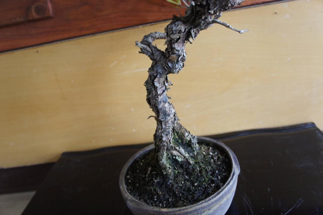 盆栽 『赤松』 インテリア 観葉植物 園芸 ガーデニング 送料無料 b201