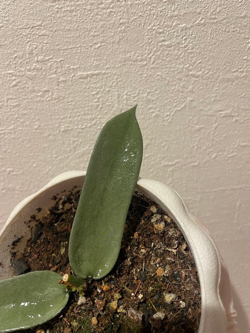 LilyページHoya mathilde variegated+ HPVS