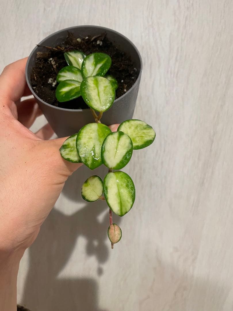 LilyページHoya mathilde variegated+ HPVS