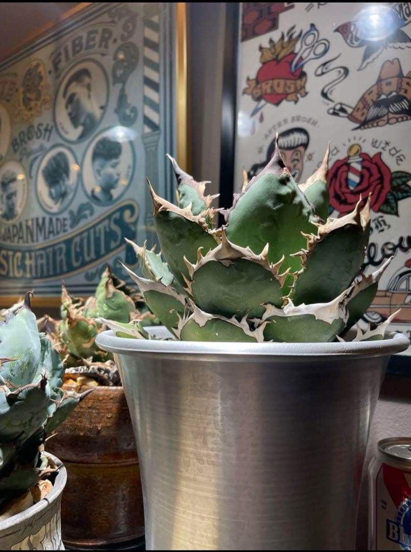 【極上高級株】アガベ チタノタ イラン産　シャーク 大型 アルミニウム鉢付