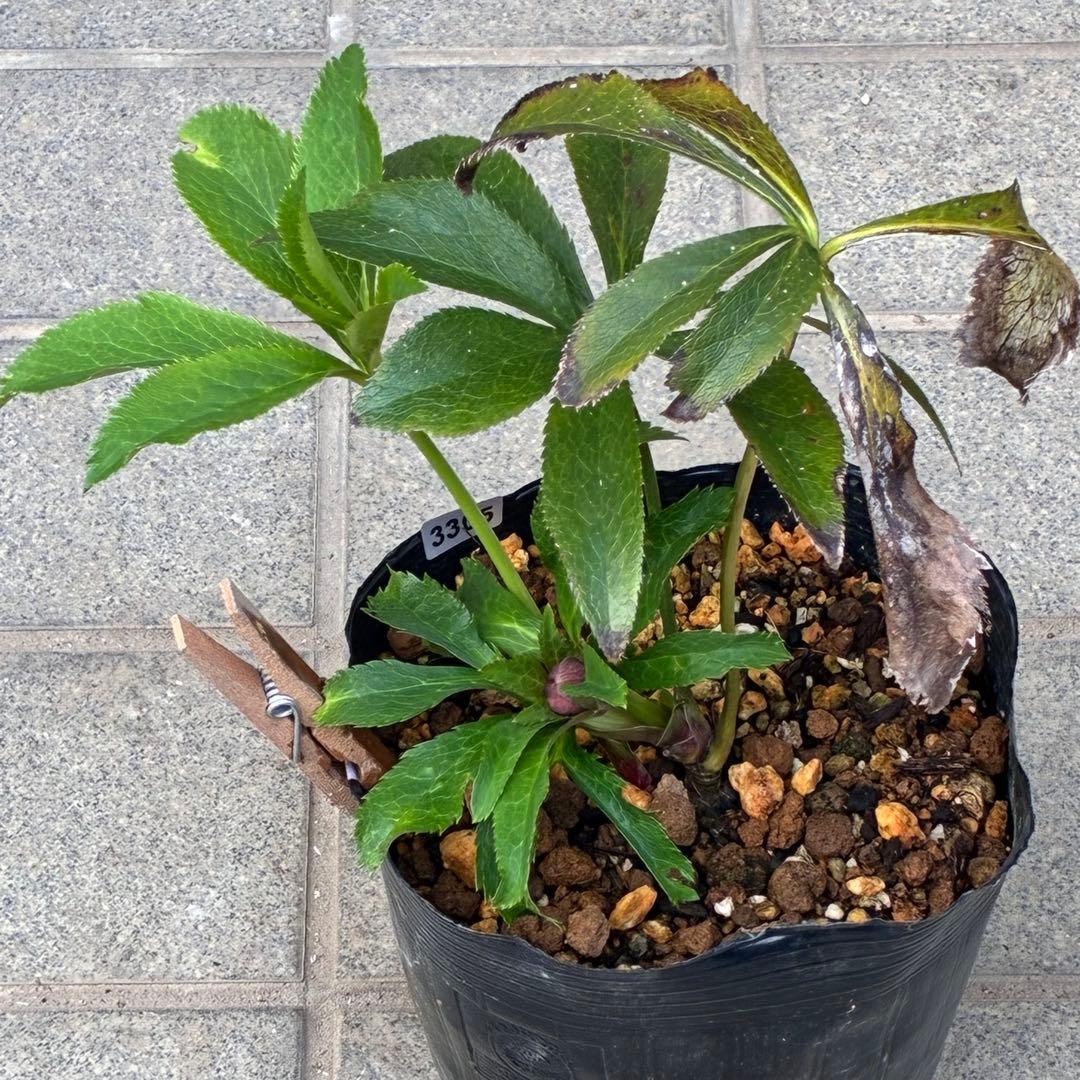 の*ん様 ☘️蕾付き☘️3305⭐️小輪⭐️超多弁⭐️アンティークカラー⭐️広瀬