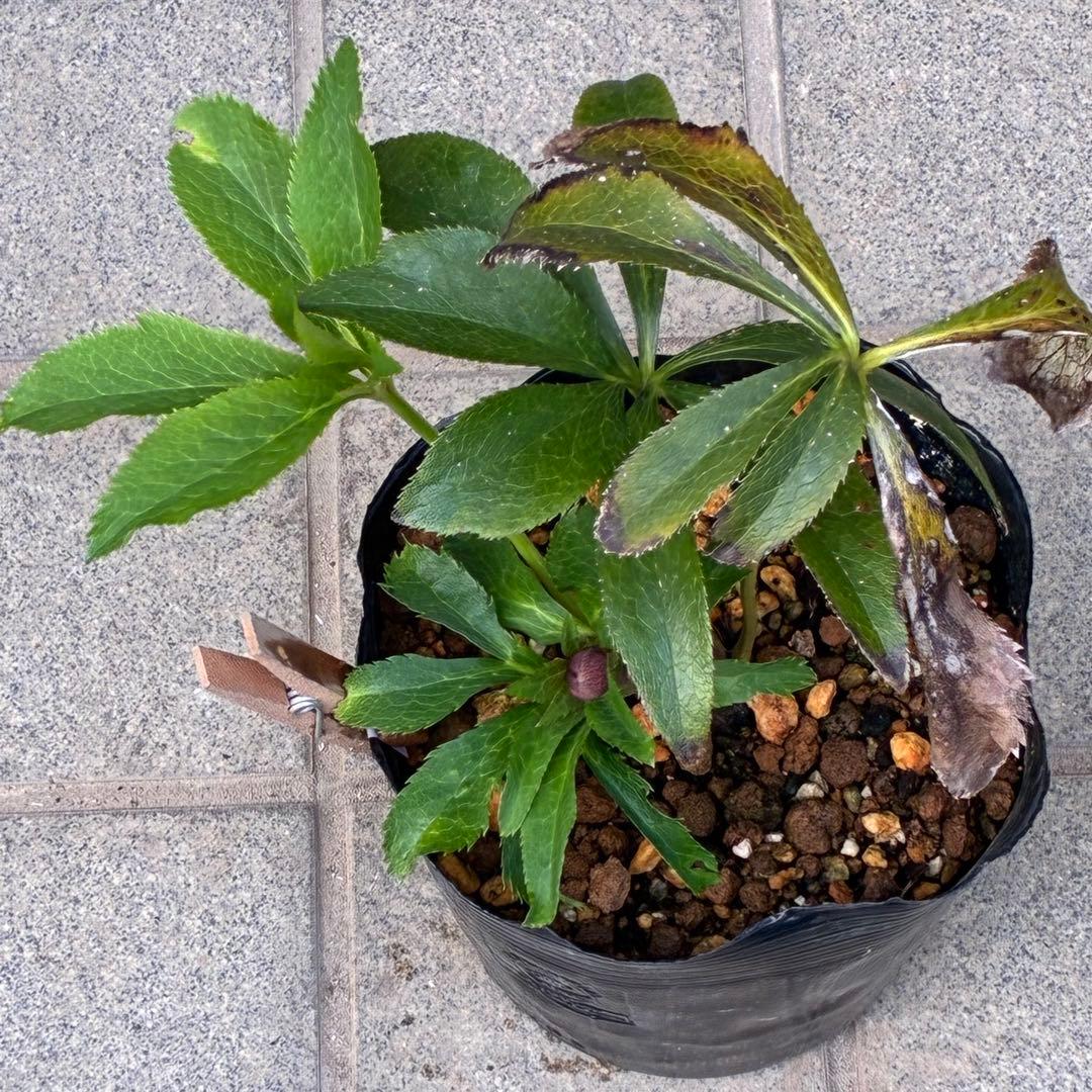 の*ん様 ☘️蕾付き☘️3305⭐️小輪⭐️超多弁⭐️アンティークカラー⭐️広瀬