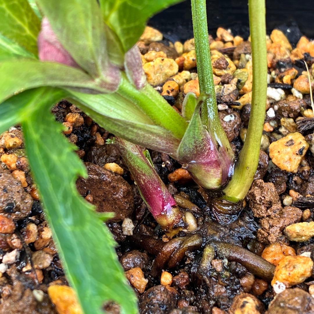 の*ん様 ☘️蕾付き☘️3305⭐️小輪⭐️超多弁⭐️アンティークカラー⭐️広瀬