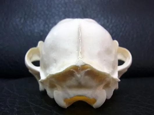 ★貴重！特大！　カラカル　頭骨 No.4　※登録票付