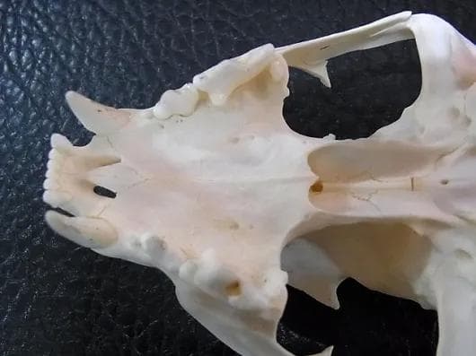 ★貴重！特大！　カラカル　頭骨 No.4　※登録票付