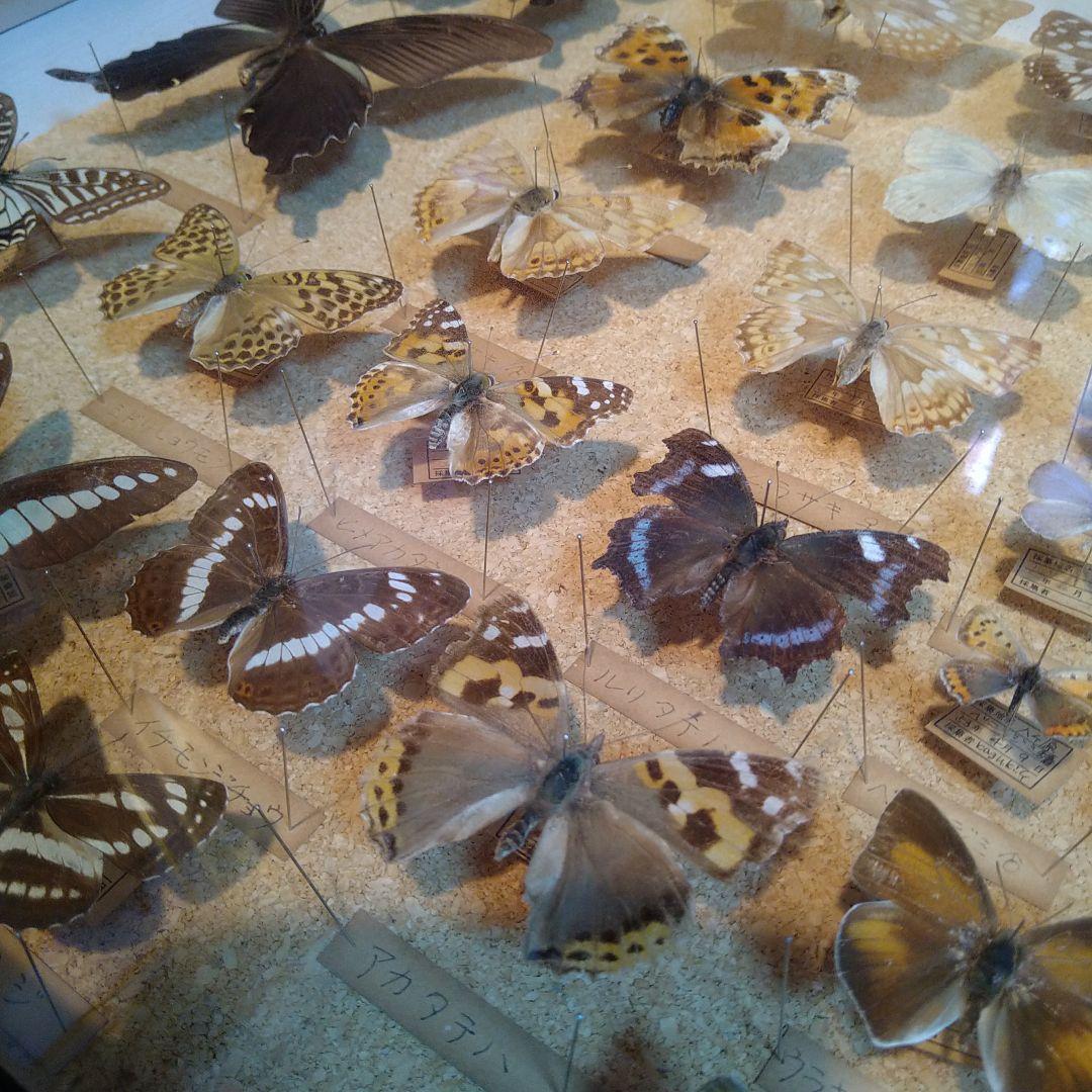 蝶の標本 木製箱(ガラス)52✕42✕6cm