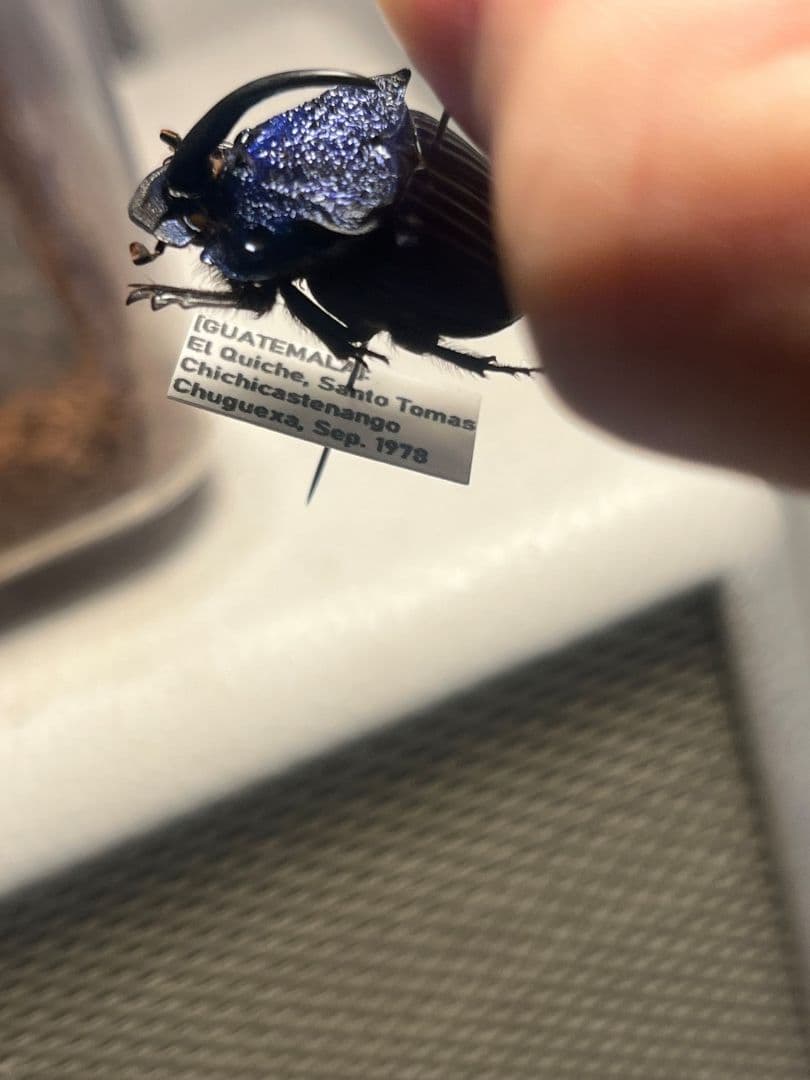 【23mm♂】アメジストニジダイコクコガネフンチュウ糞虫昆虫標本甲虫