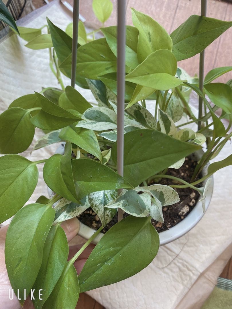 ポトスの寄せ植え　ライムコンパクト(チリ斑)＆エクセレント