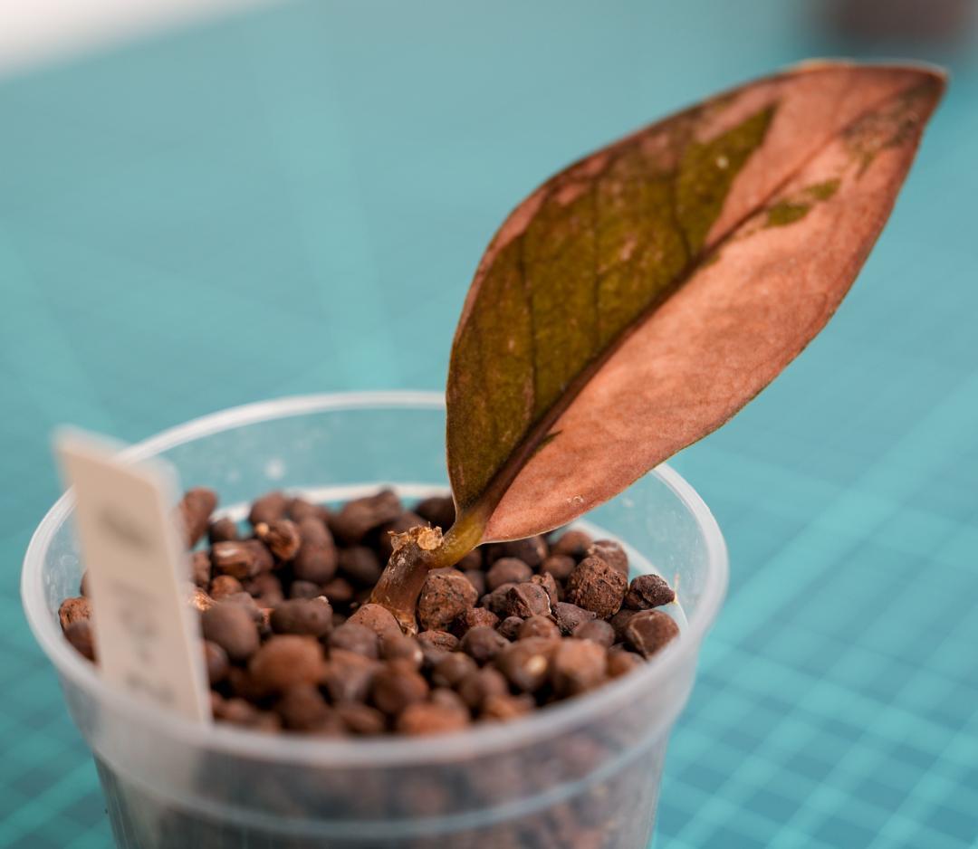 ザミオクルカス 斑入り（2株＋1株おまけセット）