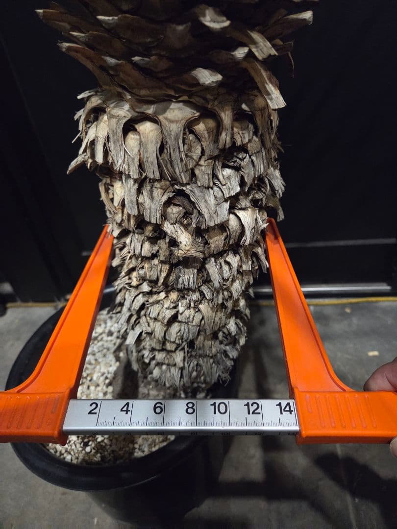 専用出品 特割 ユッカリギダ (あ)