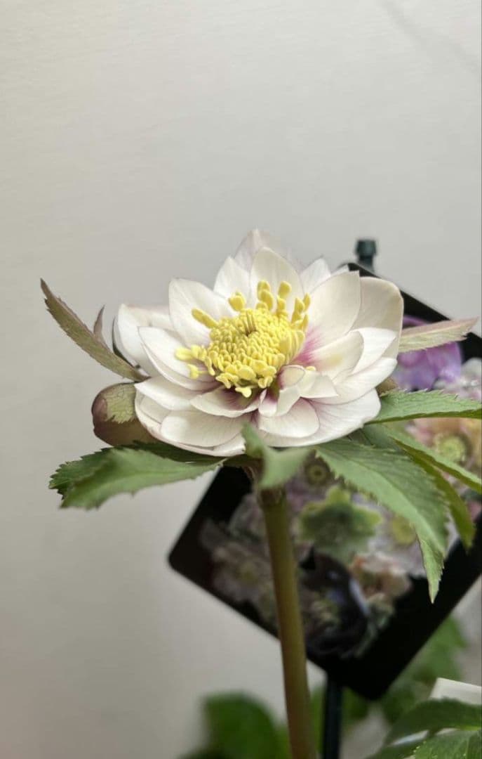 クリスマスローズ　ウィンターシンフォニー　静　dd　整形