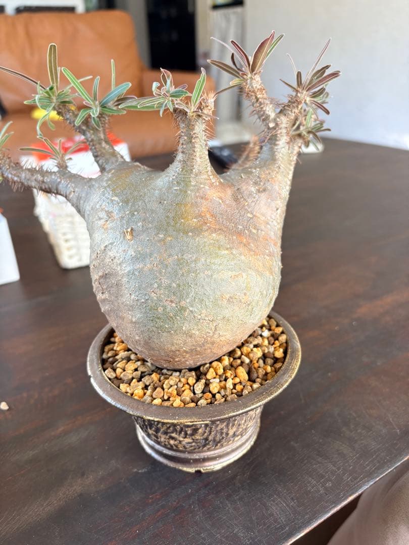 パキポディウムグラキリス　現地株　中型 塊根植物