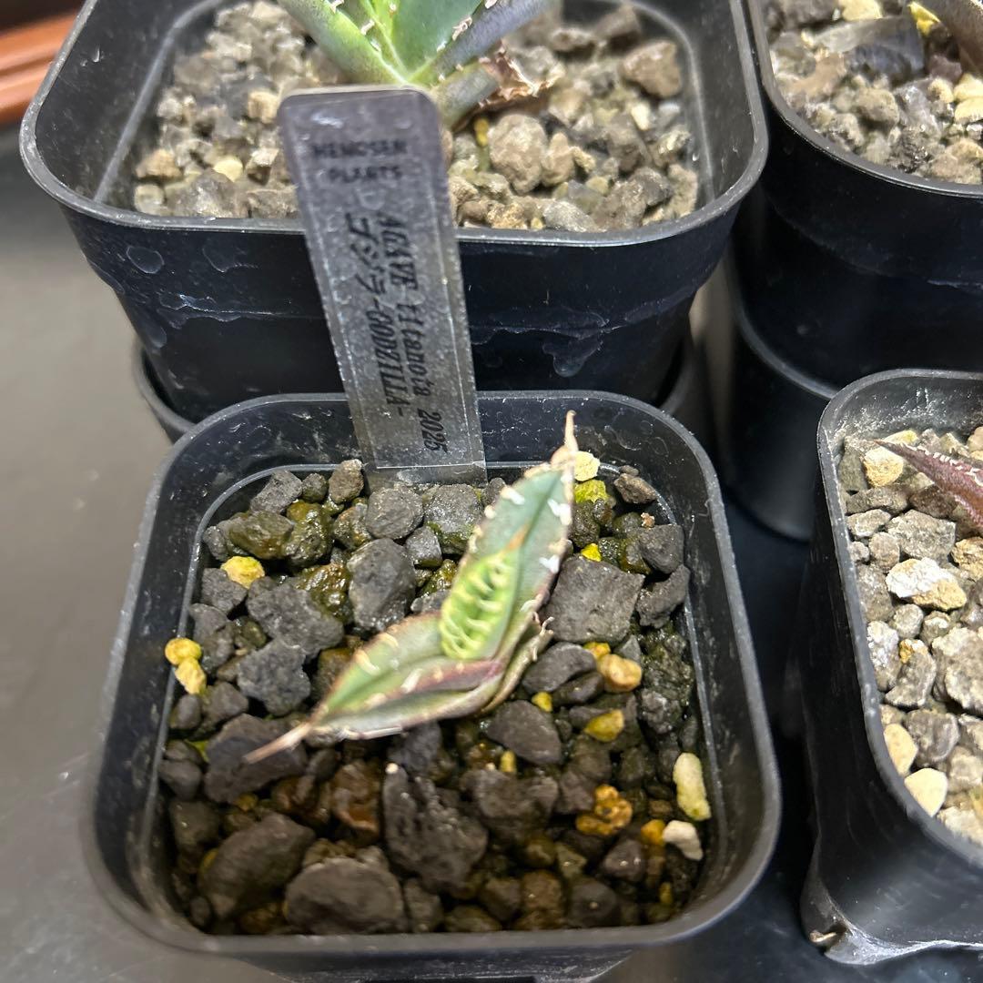 R*n様 アガベ 子株4種セット　大白鯊　白毫棘　ゴジラ　オアハカ縞斑　OCの優