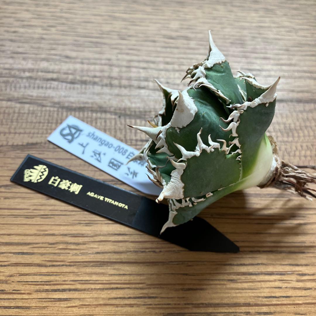 C*7様 【初売りオークション】116 超選抜　優秀　太棘　子株付き　アガベ　白