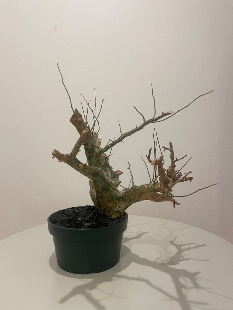 コミフォラ カンペストリス（特大） Commiphora Campest