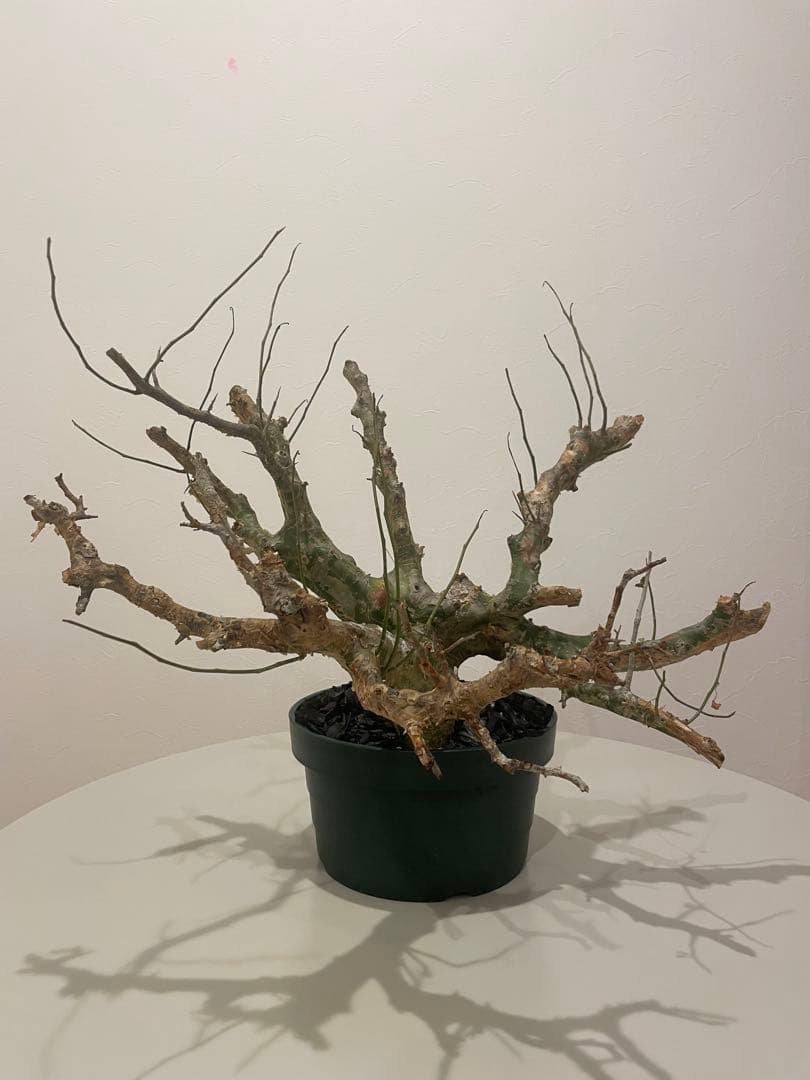 コミフォラ カンペストリス（特大） Commiphora Campest