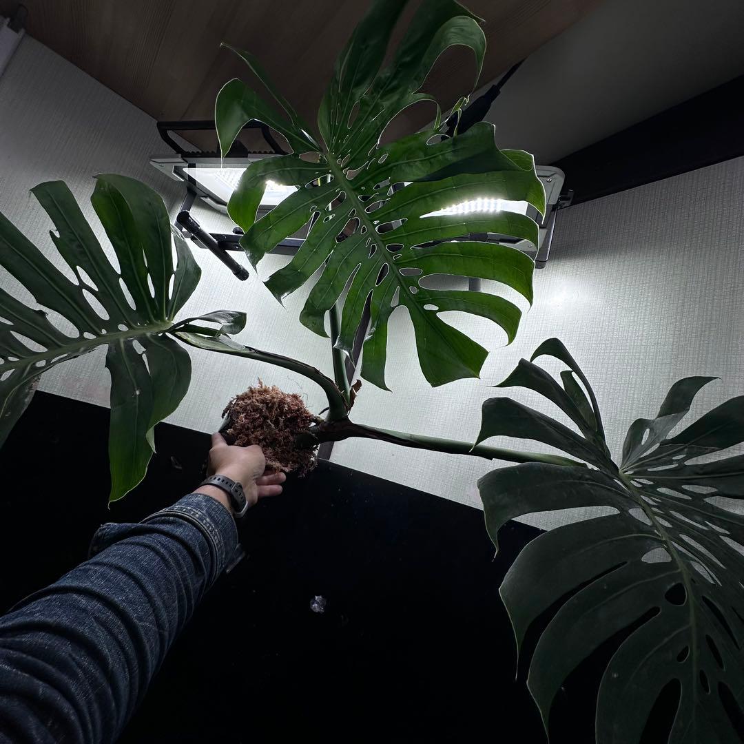 モンステラデリシオーサマクロコズム超希少系統鉢植え75㎝