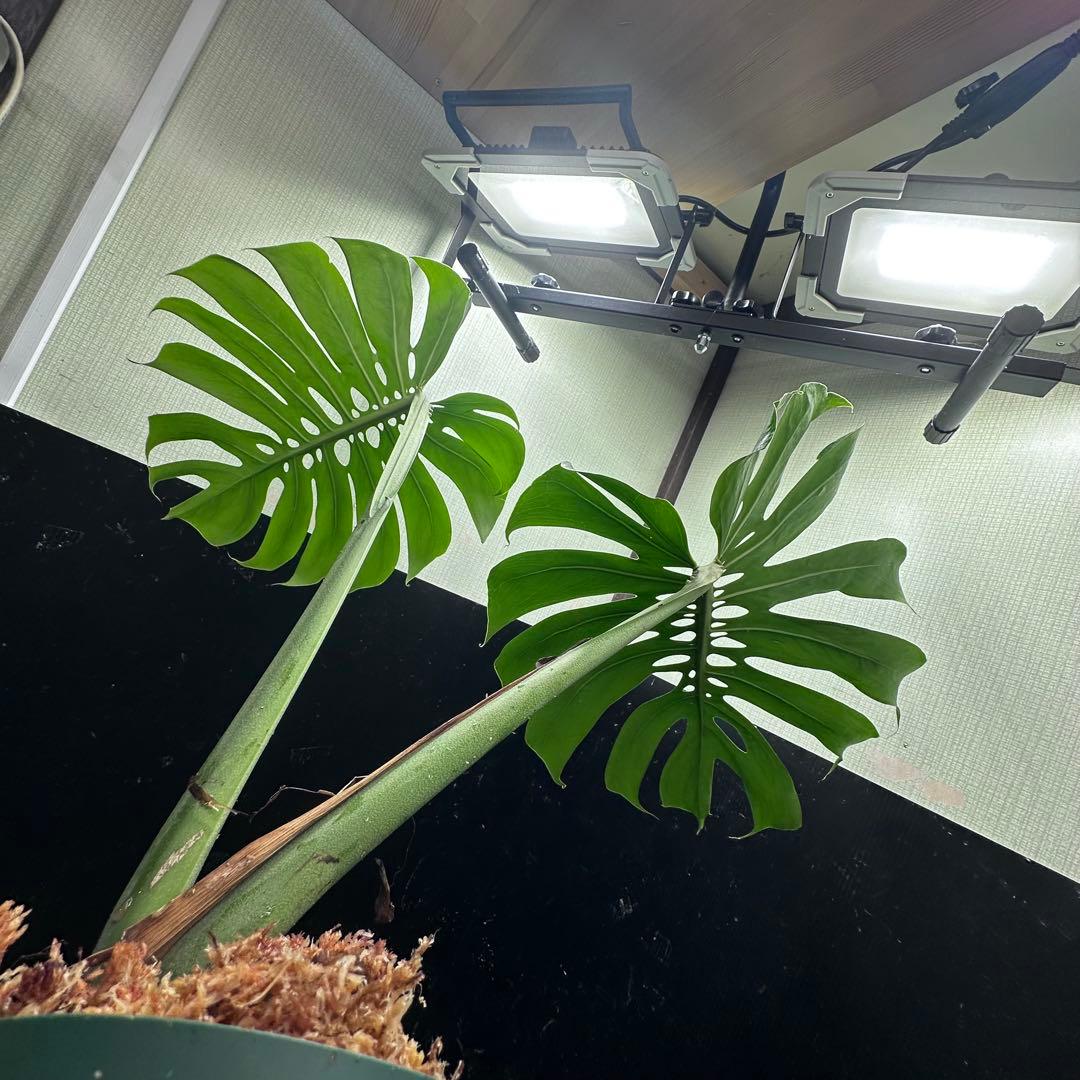 A*】様 モンステラデリシオーサマクロコズム超希少系統鉢植え64㎝