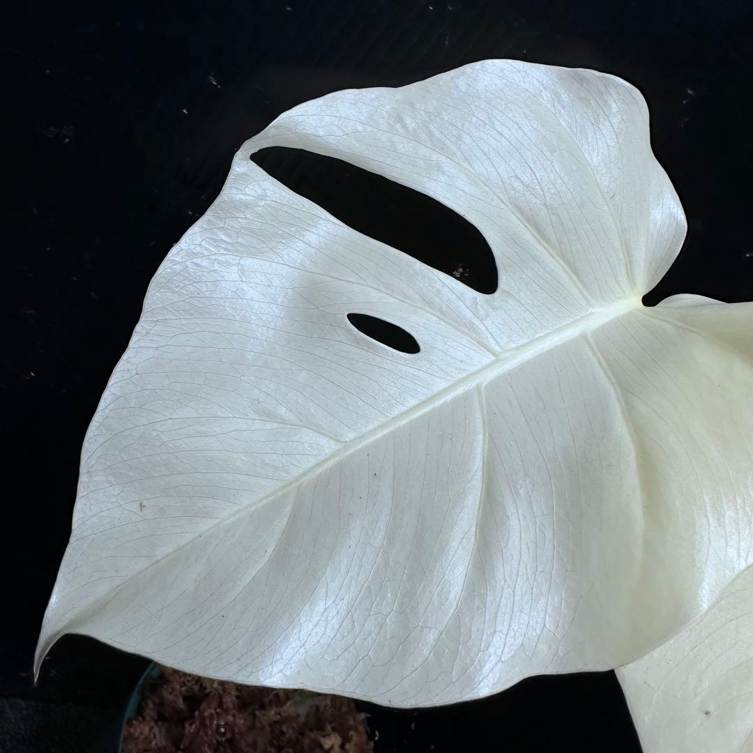 マ*ン様 斑入りモンステラ極上ホワイトタイガーフルムーン4号鉢植え発根済み