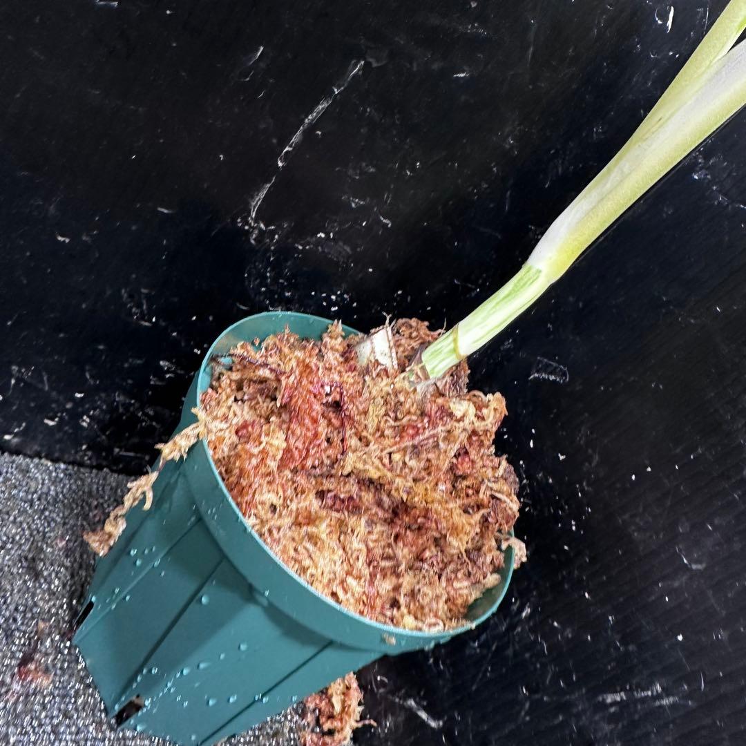 マ*ン様 斑入りモンステラ極上ホワイトタイガーフルムーン4号鉢植え発根済み