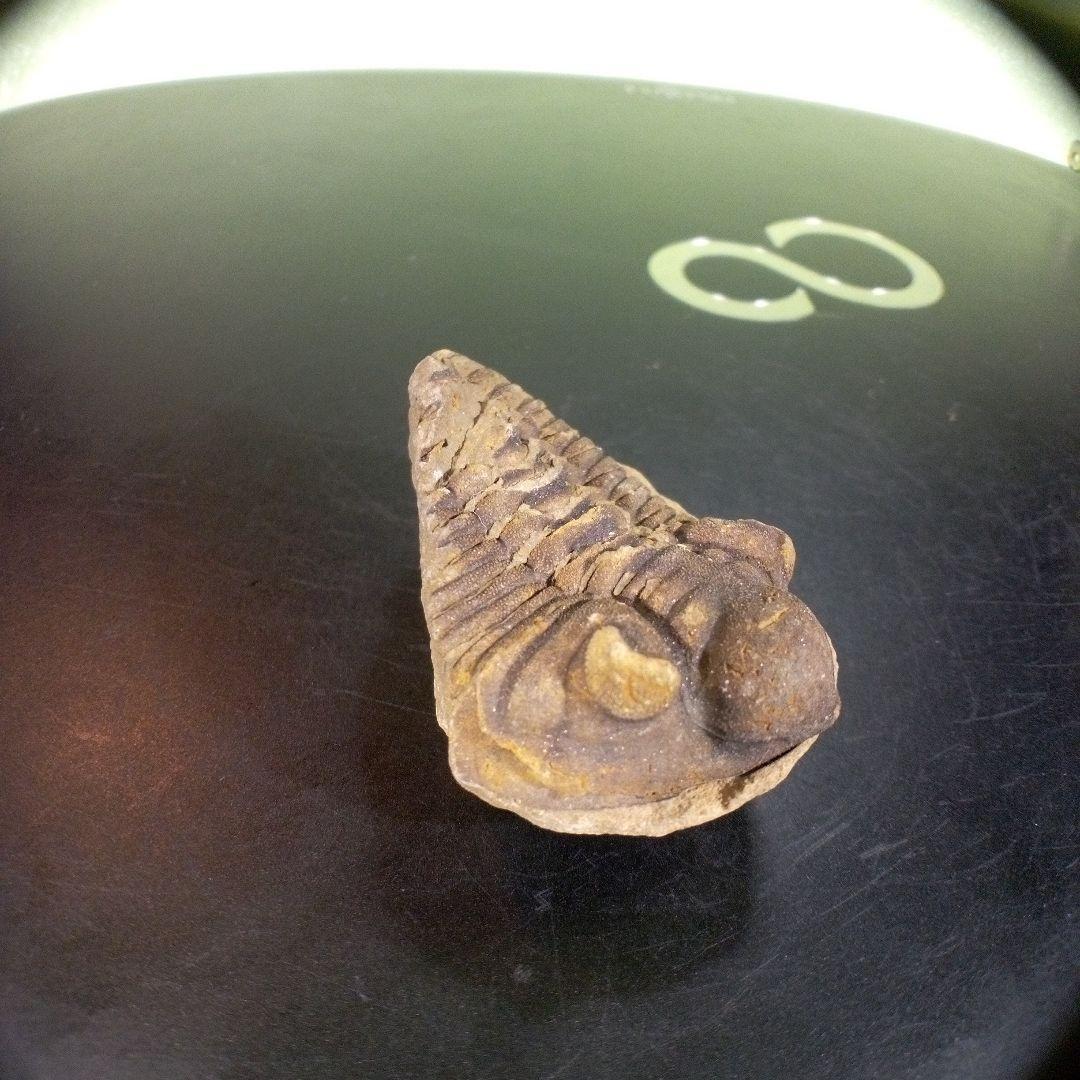 三葉虫　化石　fossil　ボリビア産　trilobite　ノジュール判別③