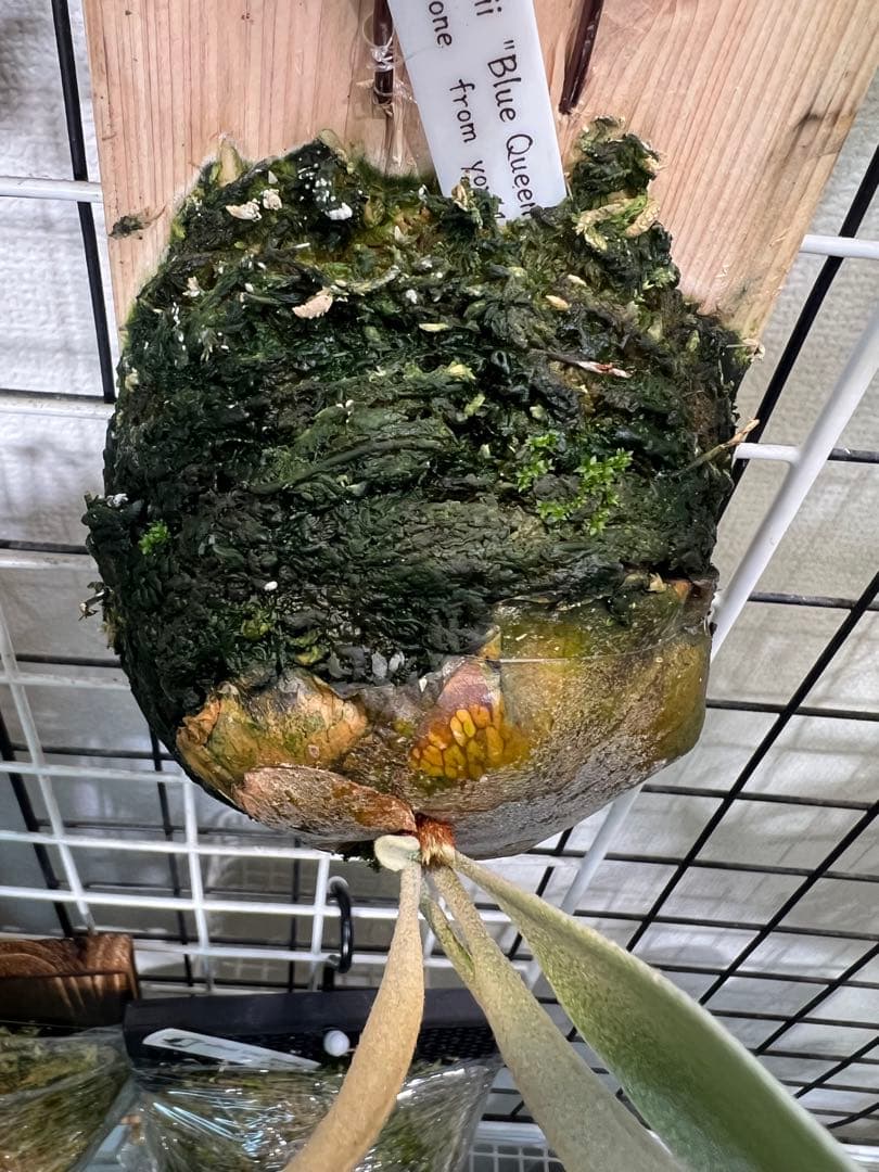 P.willinckii cv \"Blue Queen\" OC 子株板付け