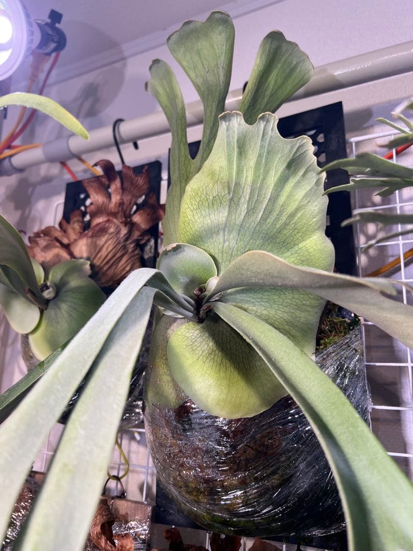 P.willinckii cv \"Blue Queen\" OC 子株板付け