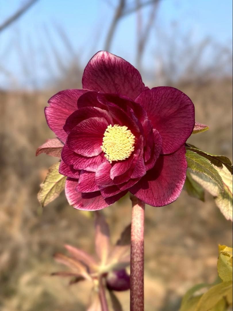 の*ん様 3319⭐️唯一無二⭐️超特殊⭐️白ブチ⭐️オーレア⭐️薄いフィルム的