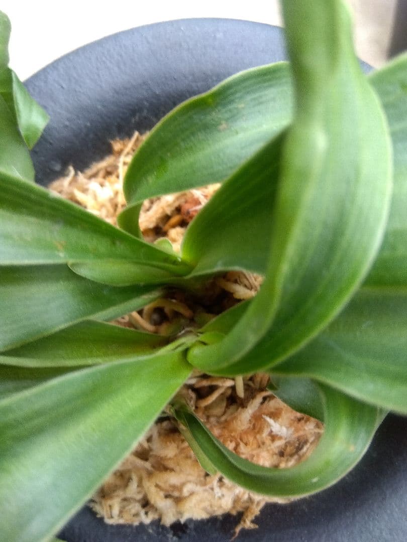 万年青　おもと　獅子　4.5号陶器鉢つき　4株群生❗ ま