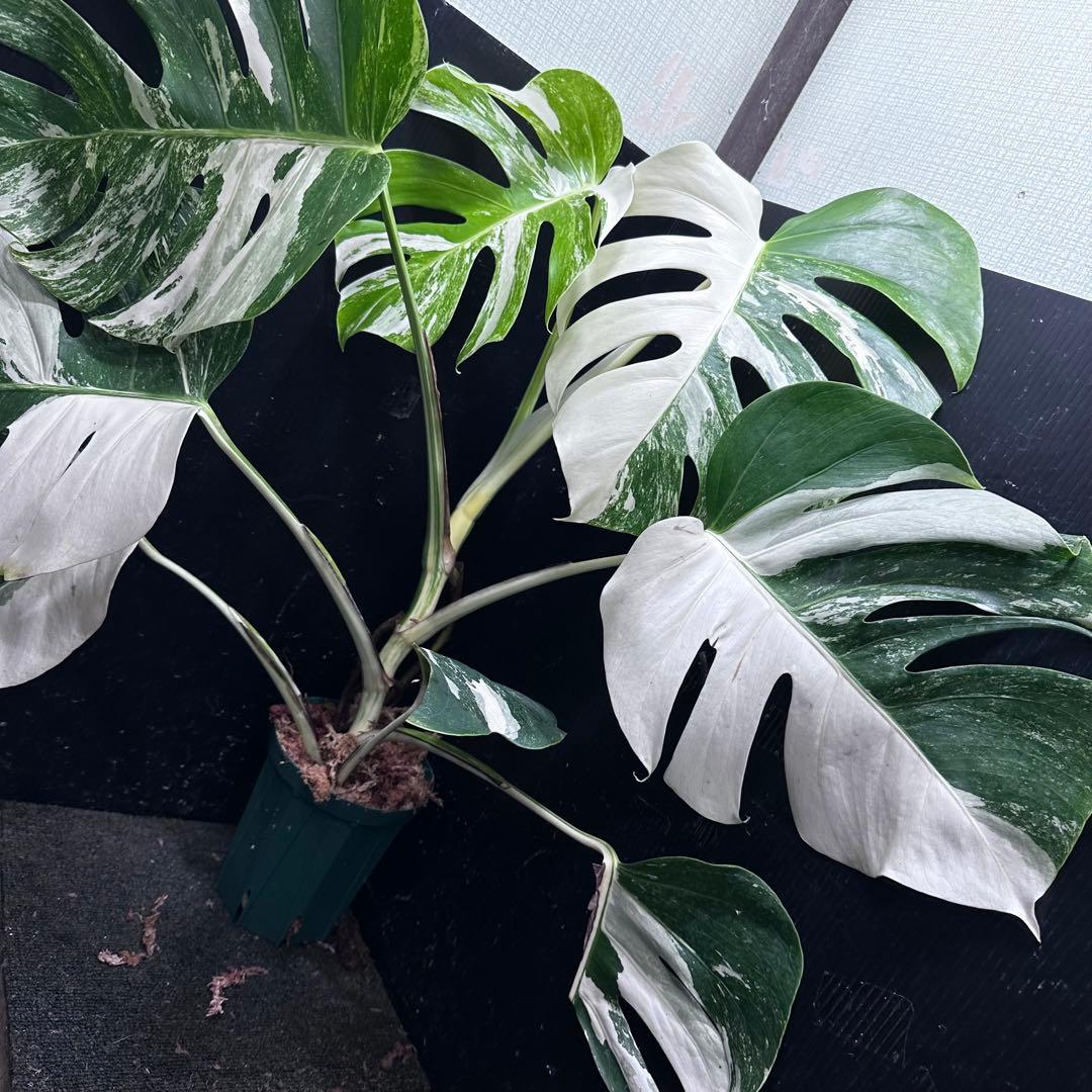 く*※様 斑入りモンステラ ホワイトタイガー極美大株74cm白斑多