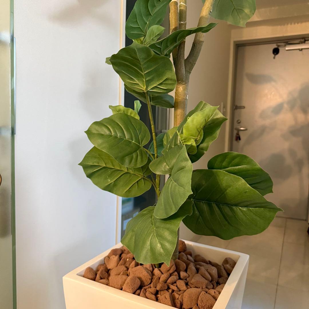 ウンベラータ　人工観葉植物 ホワイトポット